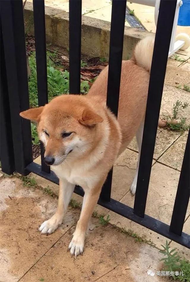 柴犬居然是基因最接近狼的狗……这货的狼性是被狗吃了嘛？！