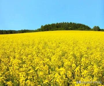 《赞咏美丽的油菜花》