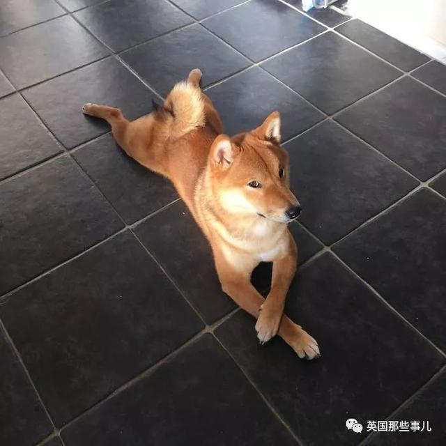 柴犬居然是基因最接近狼的狗……这货的狼性是被狗吃了嘛？！