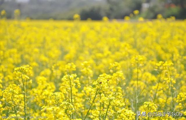 《赞咏美丽的油菜花》