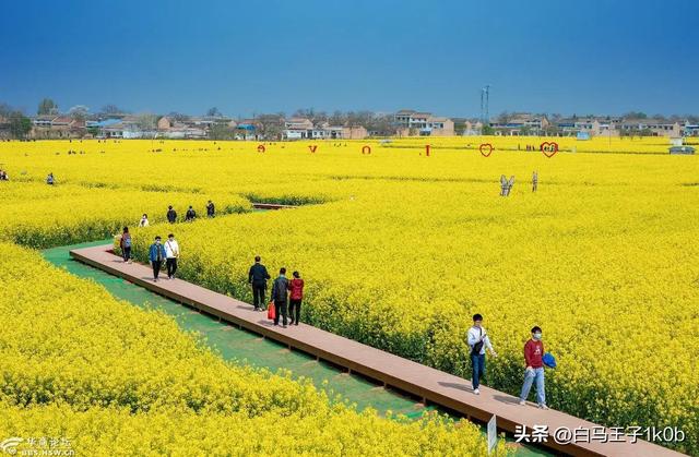 《赞咏美丽的油菜花》