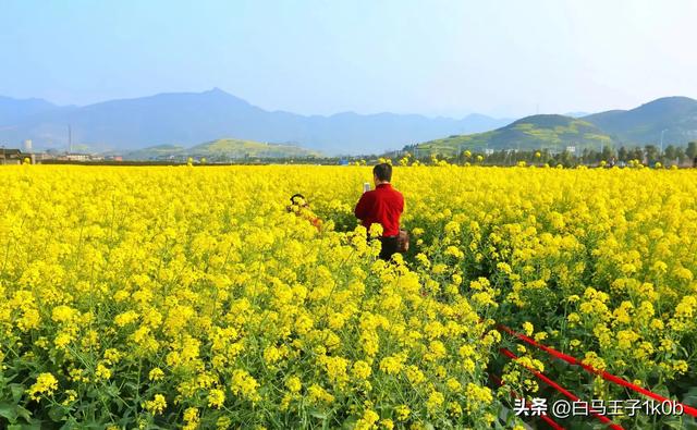 《赞咏美丽的油菜花》