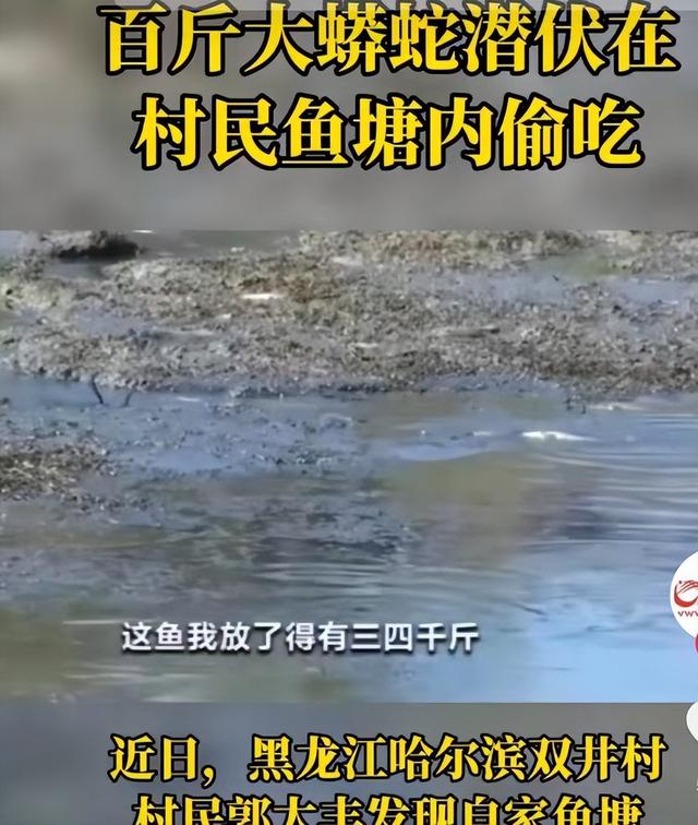 大反转！美女模特与蟒蛇互动被咬，人没事，蟒蛇却中毒身亡！