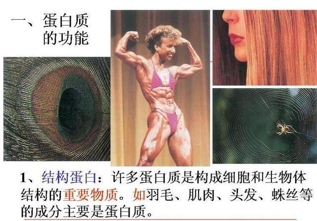 专家称生物课本美女图片太污，学生根本把持不住，金刚芭比被删