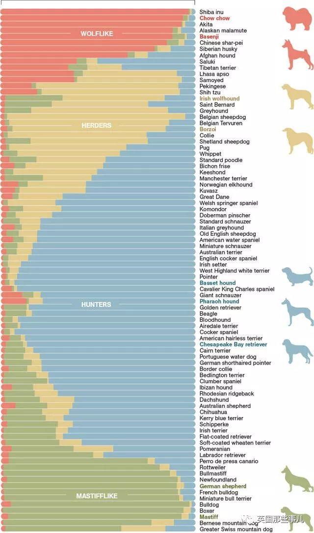 柴犬居然是基因最接近狼的狗……这货的狼性是被狗吃了嘛？！