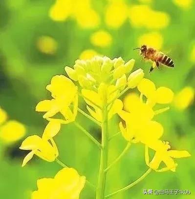 《赞咏美丽的油菜花》