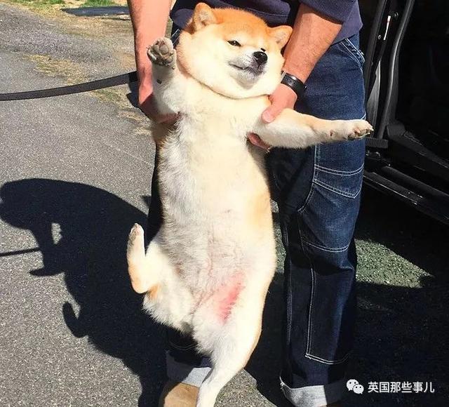 柴犬居然是基因最接近狼的狗……这货的狼性是被狗吃了嘛？！