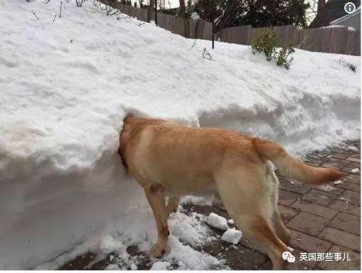 柴犬居然是基因最接近狼的狗……这货的狼性是被狗吃了嘛？！