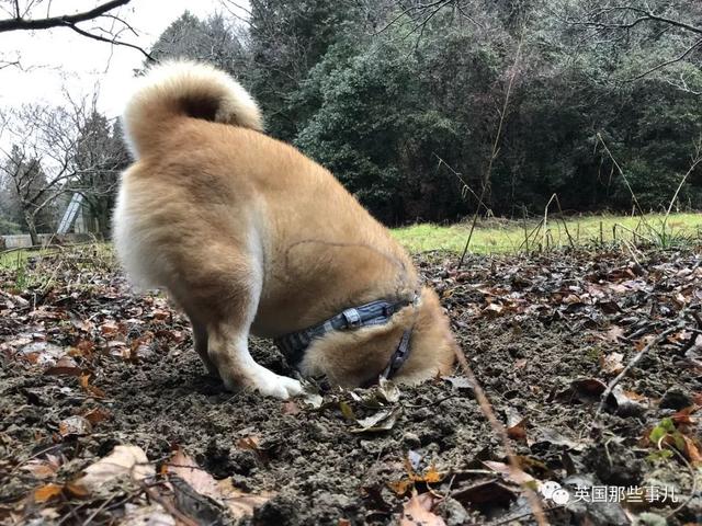 柴犬居然是基因最接近狼的狗……这货的狼性是被狗吃了嘛？！