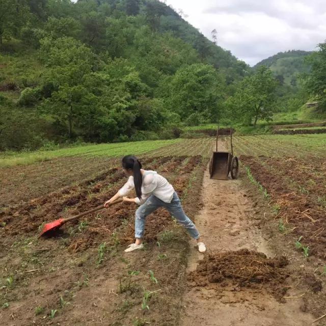 牧童骑牛而归，浙江杭州临安清凉峰有位美丽的养牛女孩