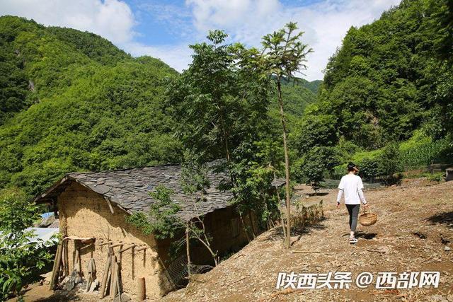 视频丨镇坪美女放弃城里时装店母婴店，进深山放养三万只蛋鸡