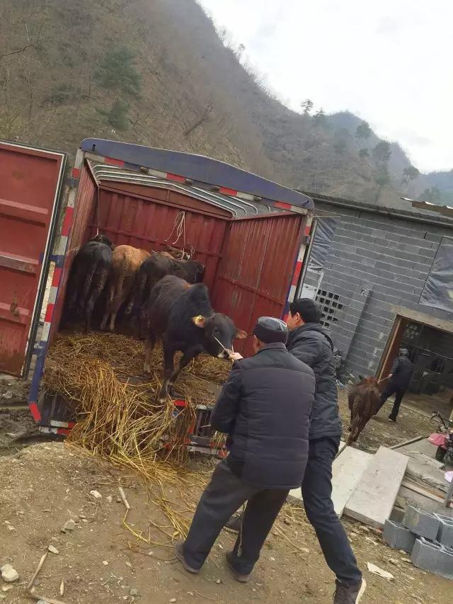 牧童骑牛而归，浙江杭州临安清凉峰有位美丽的养牛女孩