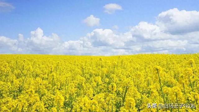 《赞咏美丽的油菜花》