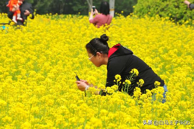 《赞咏美丽的油菜花》