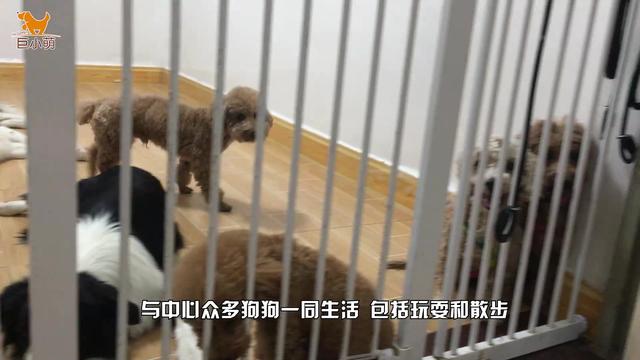 小狗过度保护女主人，男朋友接近就被凶