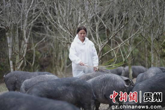 贵州榕江：女大学生朱舒进返乡创业当“养猪倌”