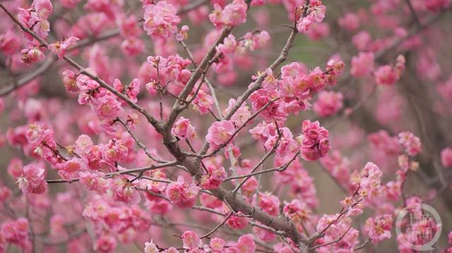 上游新闻带你看校花（2）丨四川美术学院 何明瑶摄影作品