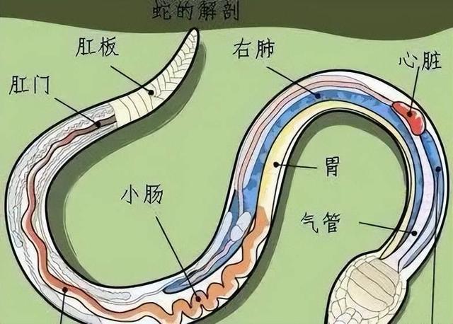 蛇真能从下水道游到马桶里？江苏女子如厕钻出长蛇，冲都冲不下去