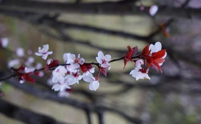 女神节来临，和古代才女一起，在古诗词里踏青赏花