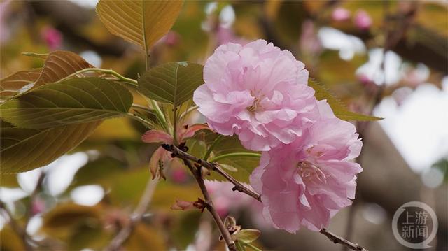 上游新闻带你看校花（2）丨四川美术学院 何明瑶摄影作品