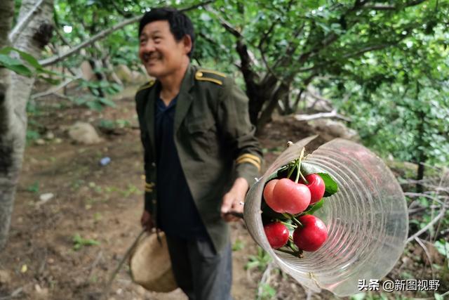 农民自制“神器”摘樱桃，一分钱不用花，树梢再高也不怕了