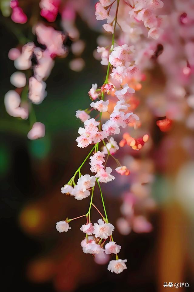 赏樱季节到啦！樱花的唯美文案句子，朋友圈里不可错过的风景图片