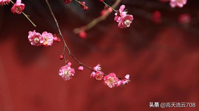 七绝《情浓酒醉暗香流》