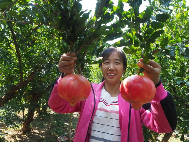 抬花杠、石榴擂台赛，这个“新节日”，石家庄元氏农民玩得嗨！