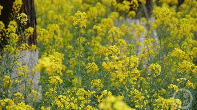 上游新闻带你看校花（2）丨四川美术学院 何明瑶摄影作品