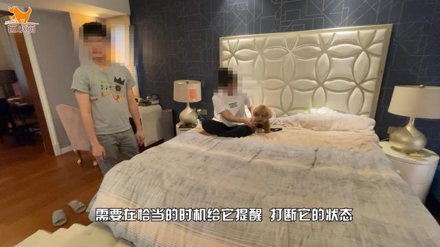 小狗过度保护女主人，男朋友接近就被凶