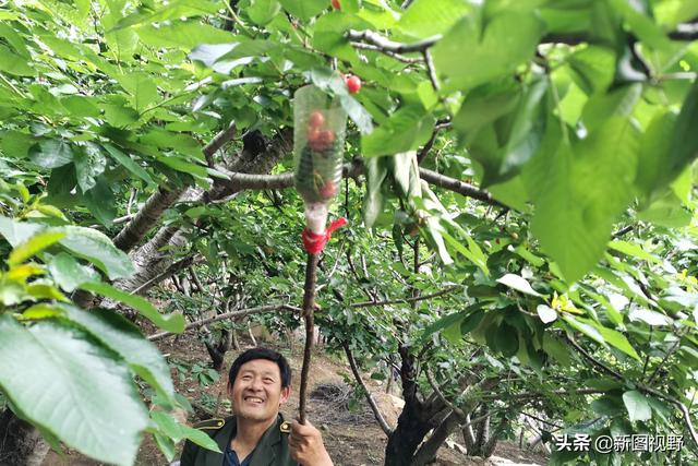 农民自制“神器”摘樱桃，一分钱不用花，树梢再高也不怕了