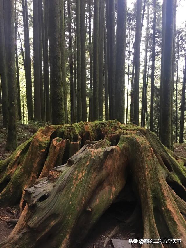 阿里山真的有美如水的姑娘和壮如山的少年吗？