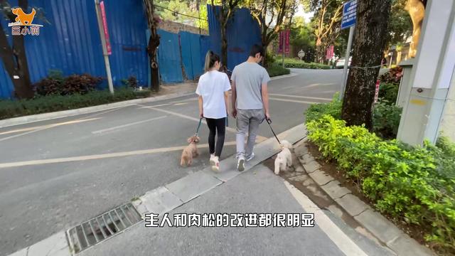 小狗过度保护女主人，男朋友接近就被凶