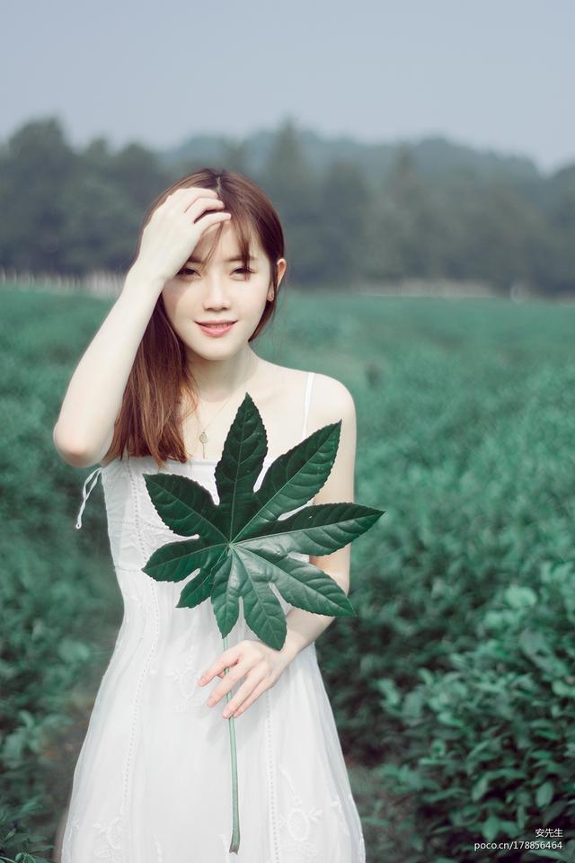 茶山中的美丽姑娘