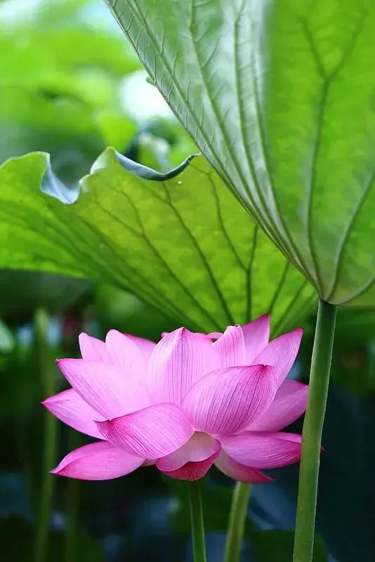 太惊滟了！莲花美人，绝美