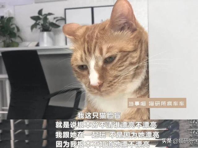 猫界审美标准是啥？三花猫真是大美女吗？