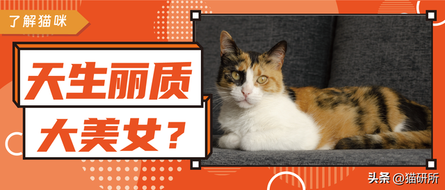 猫界审美标准是啥？三花猫真是大美女吗？