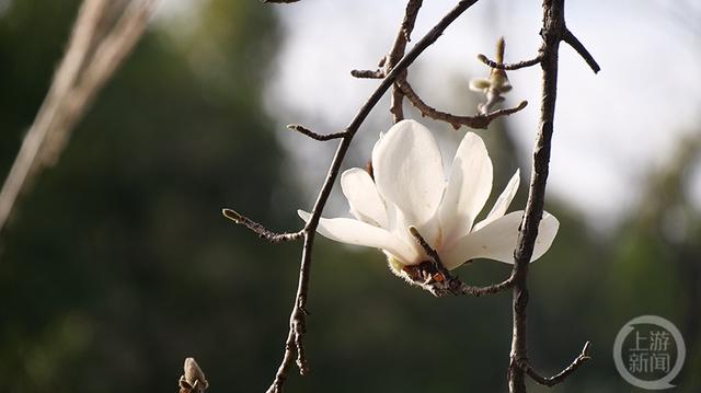 上游新闻带你看校花（2）丨四川美术学院 何明瑶摄影作品