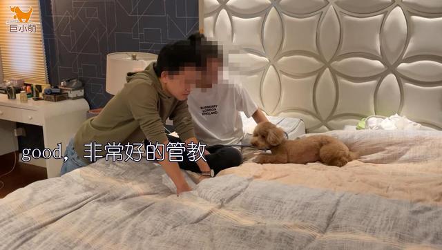 小狗过度保护女主人，男朋友接近就被凶