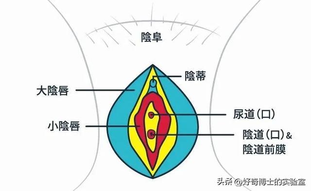 男女生正常的私处应该长啥样？如何判断它是否健康？