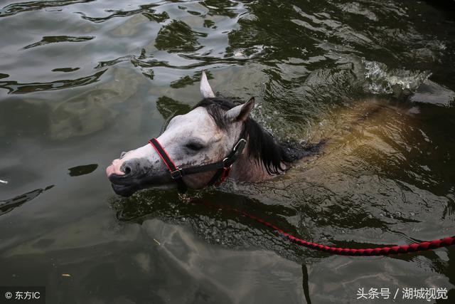 美女驯马师熊妈妈：从月入两千到资产百万 每天往返京冀跨省上班