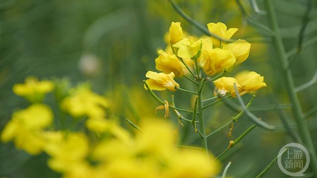 上游新闻带你看校花（2）丨四川美术学院 何明瑶摄影作品