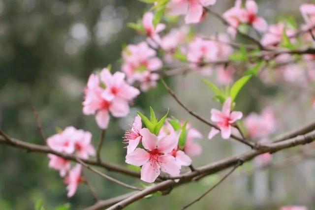 绝美！四川大学曝光“最美校花”，高清大图张张惊艳！