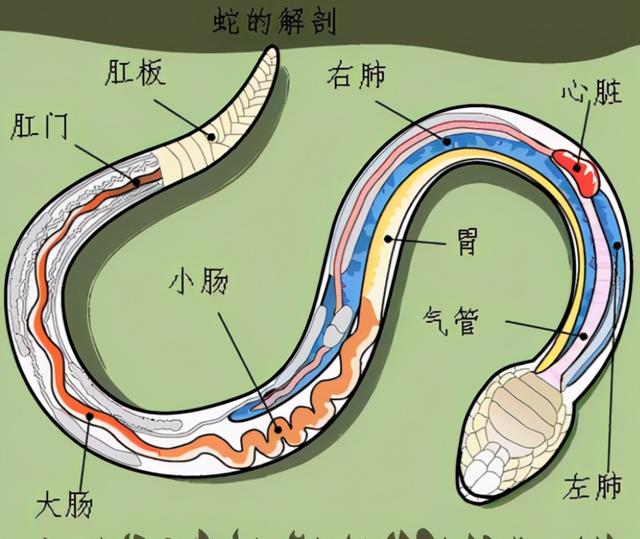 一个人被蟒蛇吞进肚子里，手里有刀，为什么也无法破腹逃出来