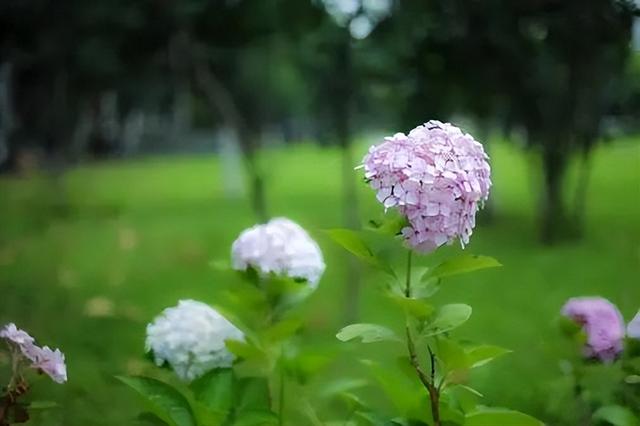 绝美！四川大学曝光“最美校花”，高清大图张张惊艳！