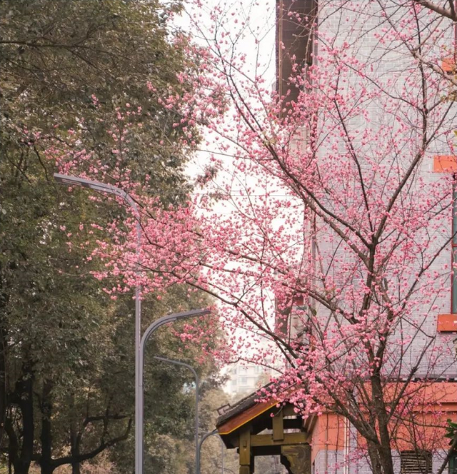 绝美！四川大学曝光“最美校花”，高清大图张张惊艳！