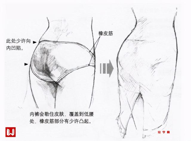 人物的臀部怎么画？带你轻松学会女生臀部画法