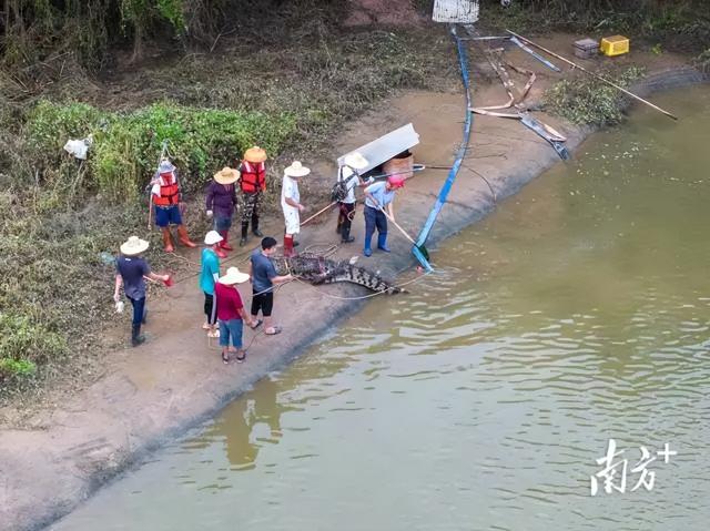 广东出逃鳄鱼已抓回58条！抓捕现场画面曝光：嘴被绑得死死的