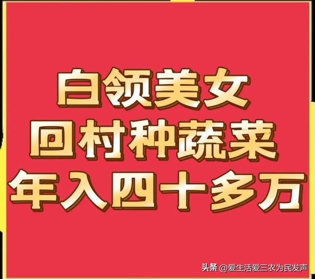 白领美女失恋后回村种蔬菜，年收入四十多万元，她是如何做到的？