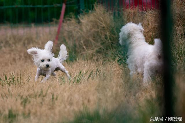 家里比熊犬发情了，遇到它心中的美女，谁也阻拦不住它求偶的脚步